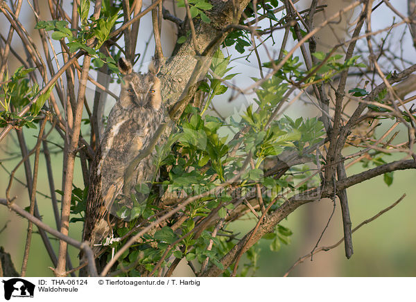 Waldohreule / northern long-eared owl / THA-06124