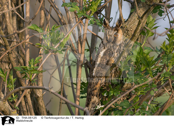 Waldohreule / northern long-eared owl / THA-06125