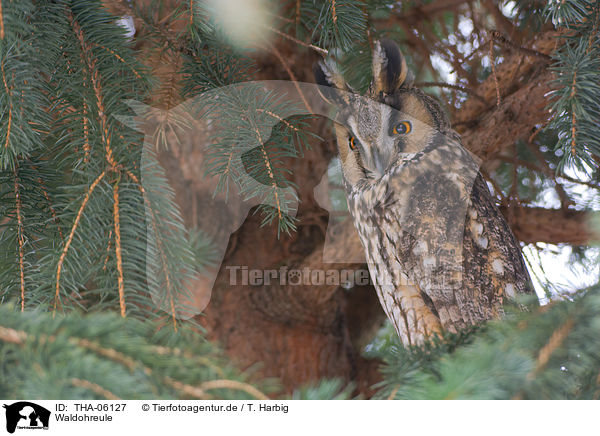 Waldohreule / northern long-eared owl / THA-06127