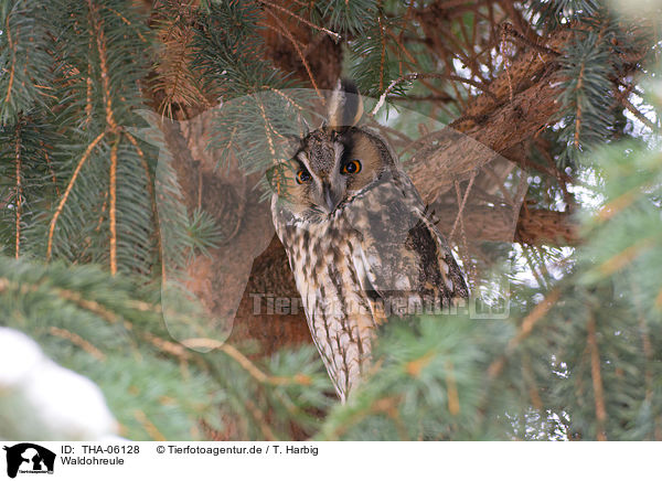 Waldohreule / northern long-eared owl / THA-06128