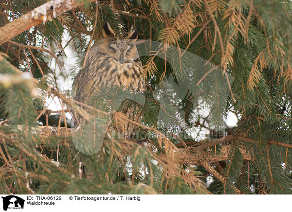 Waldohreule / northern long-eared owl / THA-06129