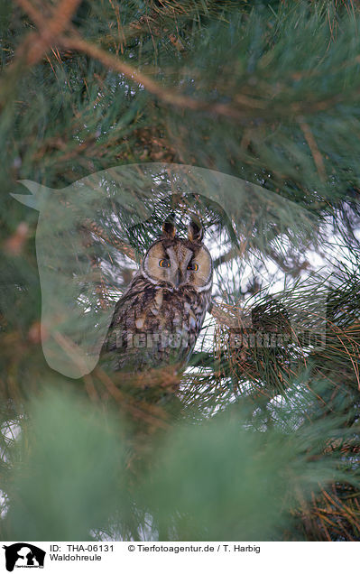 Waldohreule / northern long-eared owl / THA-06131