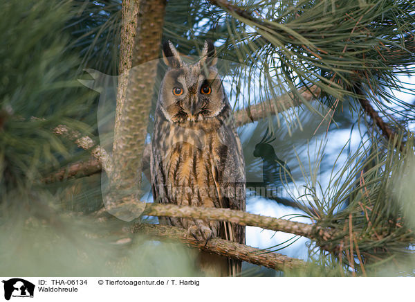 Waldohreule / northern long-eared owl / THA-06134