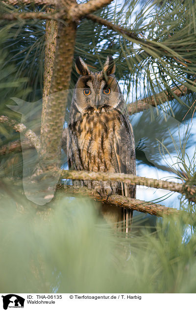 Waldohreule / northern long-eared owl / THA-06135