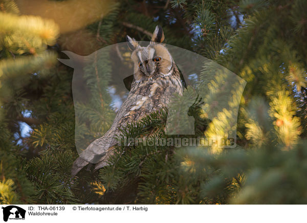 Waldohreule / northern long-eared owl / THA-06139