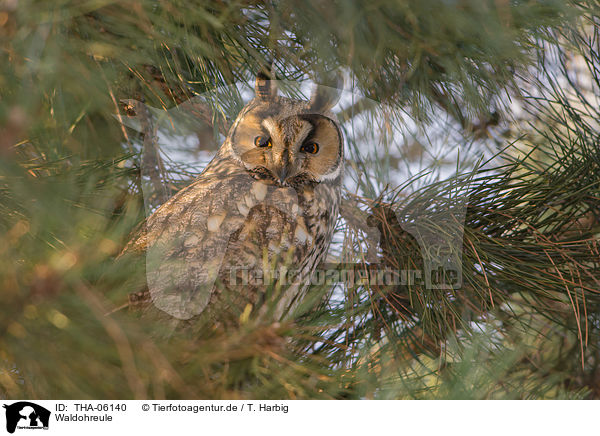 Waldohreule / northern long-eared owl / THA-06140
