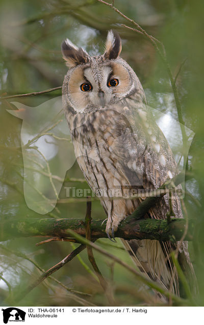 Waldohreule / northern long-eared owl / THA-06141