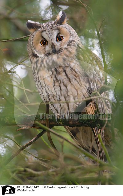 Waldohreule / northern long-eared owl / THA-06142