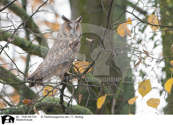 Waldohreule / northern long-eared owl / THA-06143