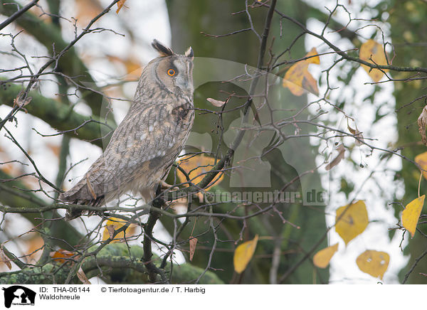 Waldohreule / northern long-eared owl / THA-06144