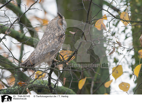 Waldohreule / northern long-eared owl / THA-06145