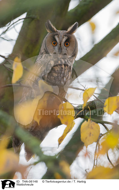 Waldohreule / northern long-eared owl / THA-06148
