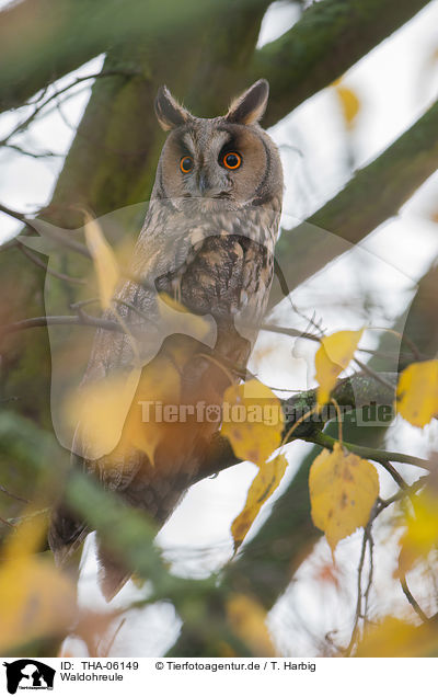 Waldohreule / northern long-eared owl / THA-06149