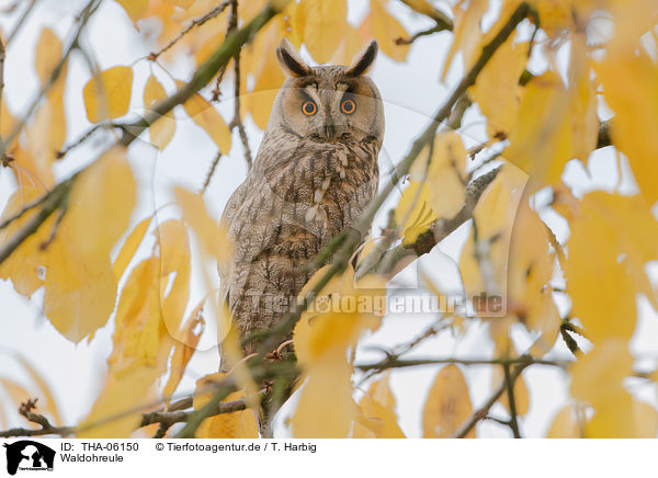 Waldohreule / THA-06150