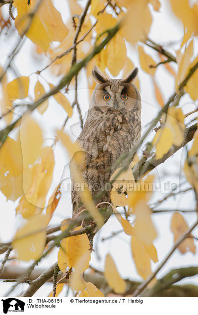 Waldohreule / northern long-eared owl / THA-06151