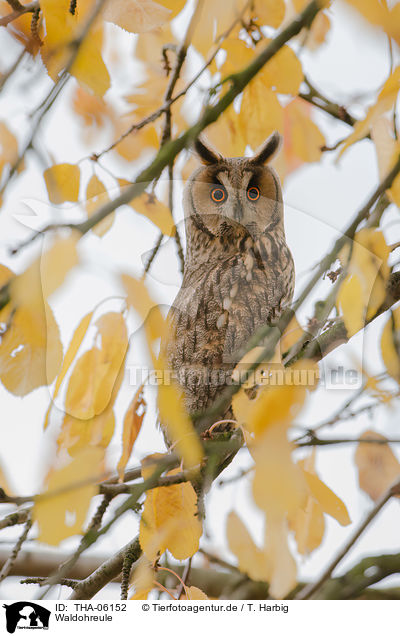 Waldohreule / northern long-eared owl / THA-06152