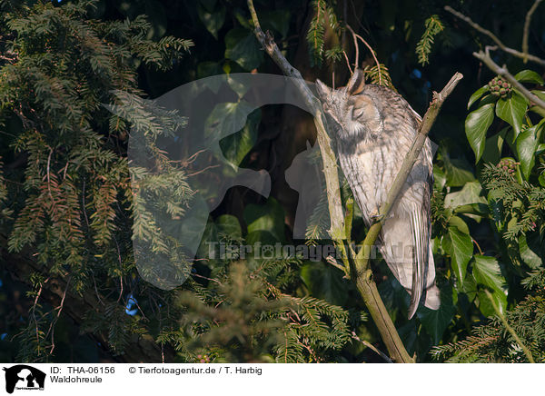 Waldohreule / northern long-eared owl / THA-06156