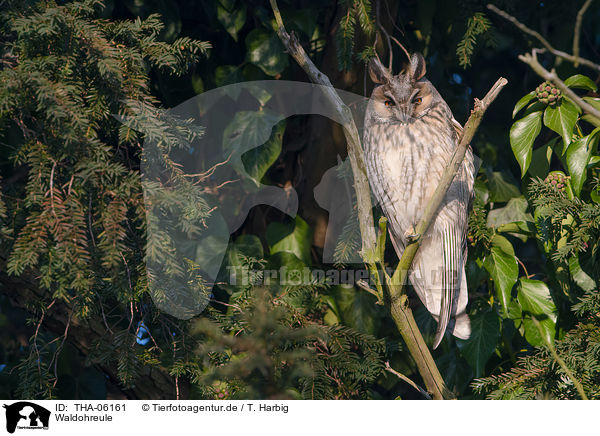 Waldohreule / northern long-eared owl / THA-06161