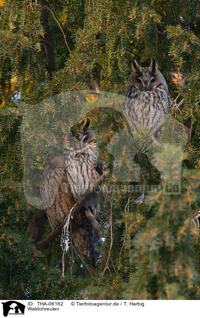 Waldohreulen / northern long-eared owls / THA-06162