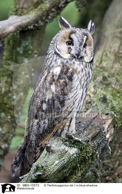 Waldohreule / northern long-eared owl / MBS-15572