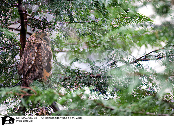 Waldohreule / northern long-eared owl / MAZ-05338