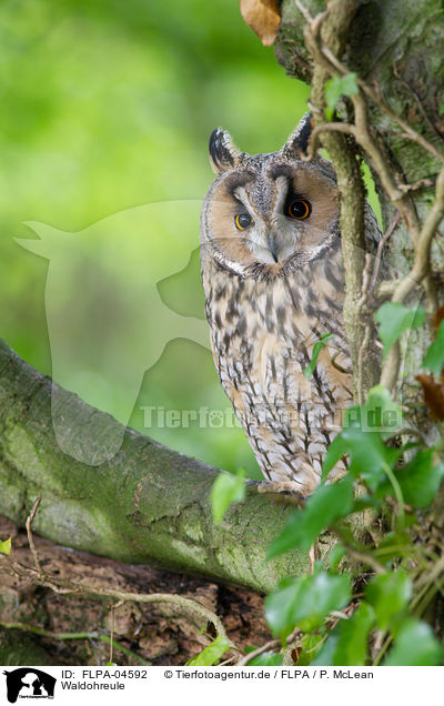 Waldohreule / northern long-eared owl / FLPA-04592