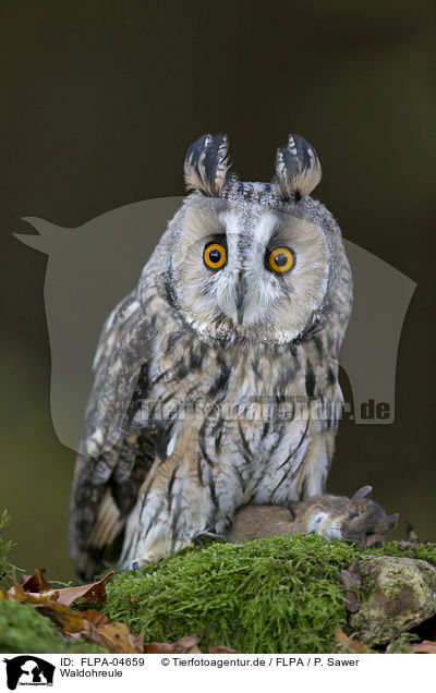 Waldohreule / northern long-eared owl / FLPA-04659