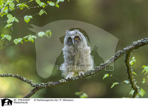 Waldohreule / northern long-eared owl / PW-04267