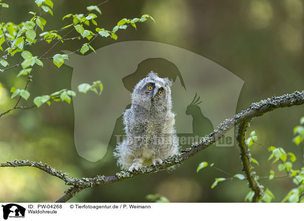 Waldohreule / northern long-eared owl / PW-04268