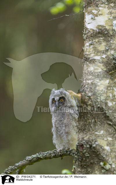 Waldohreule / northern long-eared owl / PW-04271