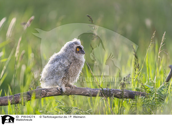 Waldohreule / northern long-eared owl / PW-04274