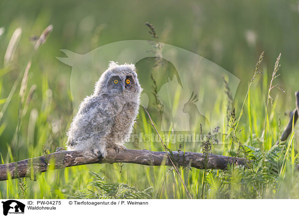 Waldohreule / PW-04275