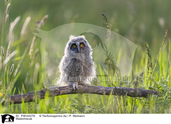 Waldohreule / northern long-eared owl / PW-04276