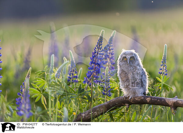 Waldohreule / northern long-eared owl / PW-04277