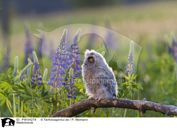 Waldohreule / northern long-eared owl / PW-04278