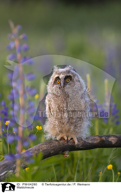 Waldohreule / northern long-eared owl / PW-04280