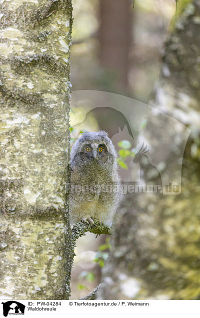 Waldohreule / northern long-eared owl / PW-04284