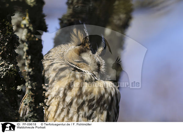 Waldohreule Portrait / Long-eared Owl portrait / FF-09618