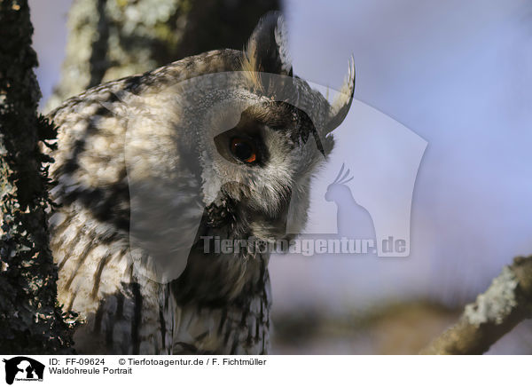 Waldohreule Portrait / FF-09624