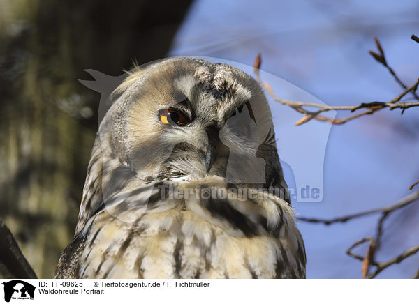 Waldohreule Portrait / Long-eared Owl portrait / FF-09625