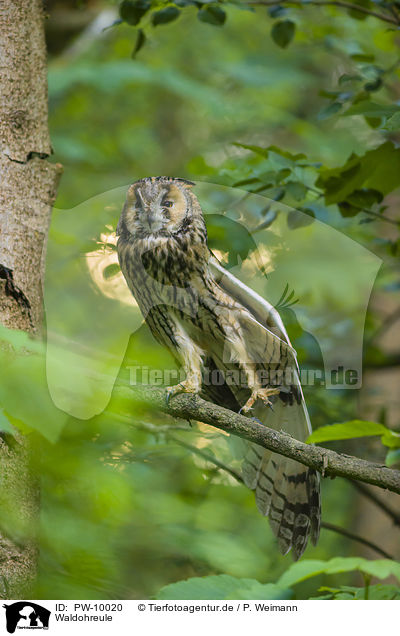 Waldohreule / northern long-eared owl / PW-10020