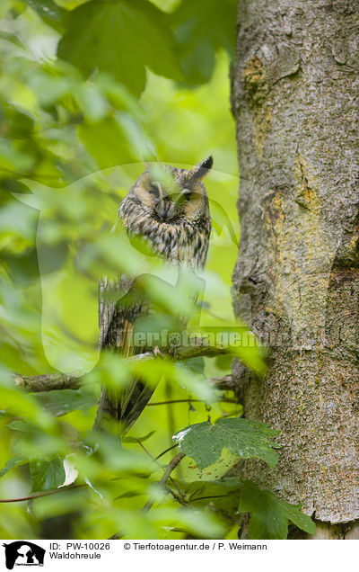 Waldohreule / northern long-eared owl / PW-10026