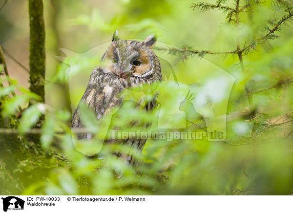 Waldohreule / northern long-eared owl / PW-10033