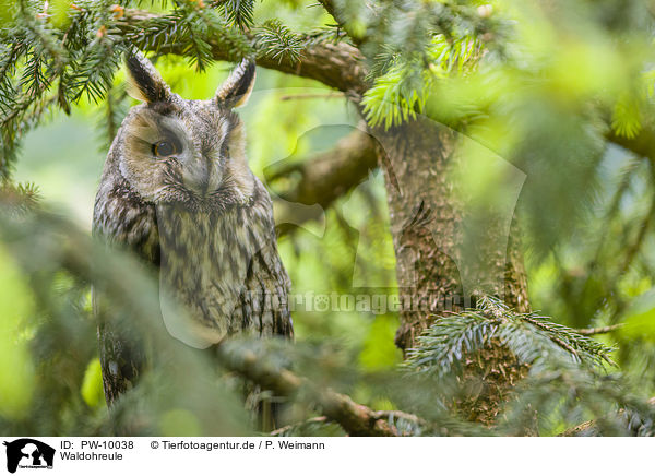 Waldohreule / northern long-eared owl / PW-10038