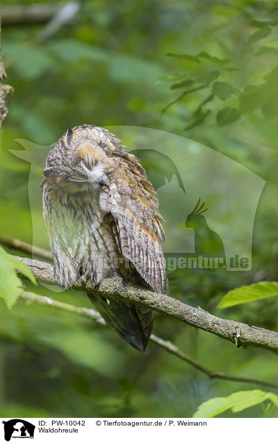 Waldohreule / northern long-eared owl / PW-10042