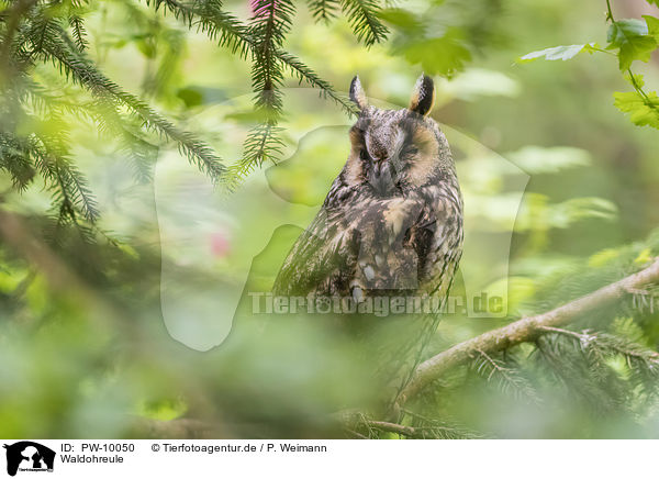 Waldohreule / northern long-eared owl / PW-10050