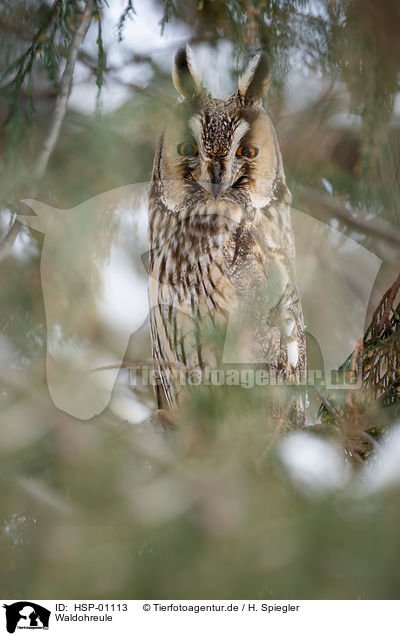 Waldohreule / long-eared owl / HSP-01113
