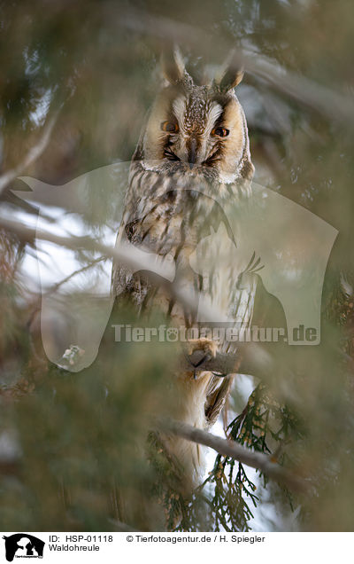 Waldohreule / long-eared owl / HSP-01118