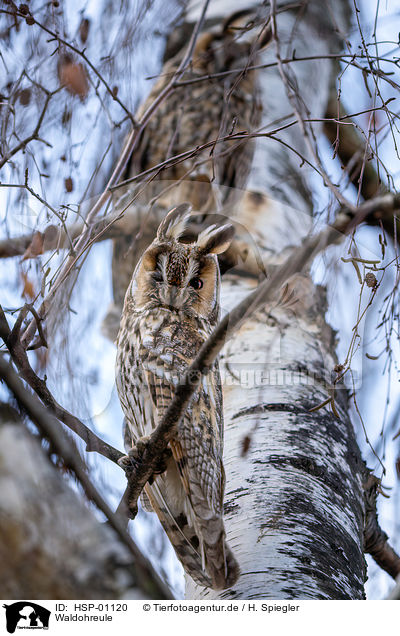 Waldohreule / long-eared owl / HSP-01120