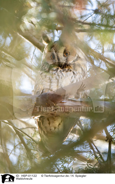 Waldohreule / long-eared owl / HSP-01122